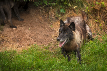 Black Phase Grey Wolf (Canis lupus) Lies Near Den