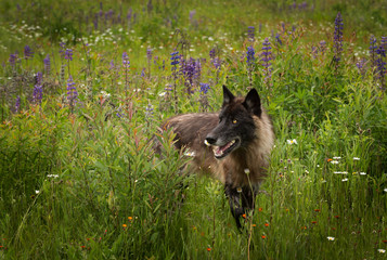 Naklejka premium Black Phase Grey Wolf (Canis lupus) Looks Left in Lupin Field