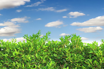 Obraz premium grass on blue sky background