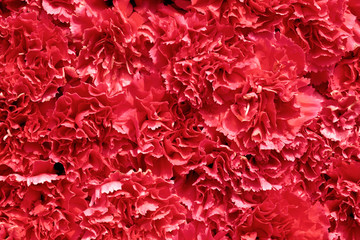 Red Carnations