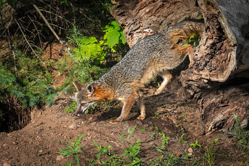 Grey Fox Vixen (Urocyon cinereoargenteus) Climbs Out of Log