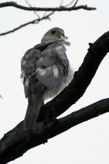 Shikra