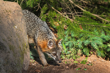 Grey Fox Vixen (Urocyon cinereoargenteus) Nose to Ground