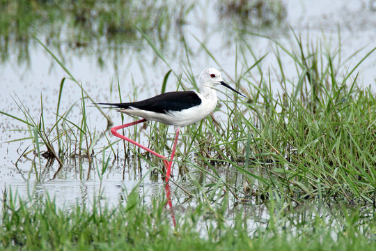 Black Winged Stilt