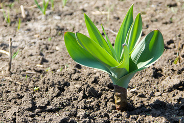 Green rocambole plant in garden