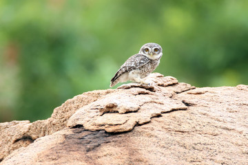 Spotted Owlet