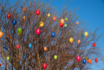 bunte Ostereier am Spierstrauch, blauer Himmel