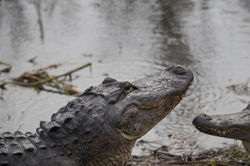 American alligator