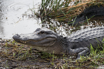 American alligator