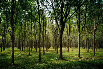 Landscape of para tree, agriculture in southern of Thailand.