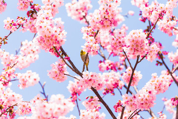 The Japanese White-eye and cherry blossoms. Located in Tokyo Prefecture Japan.