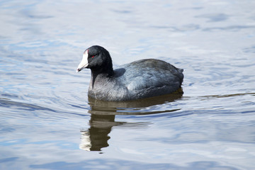 American Coot Duck