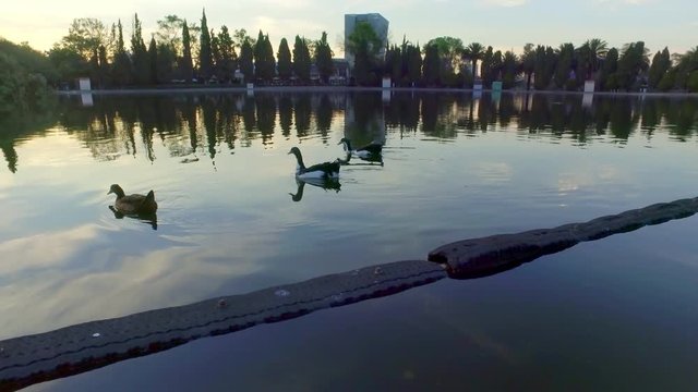 Patos del Lago de chapultepec