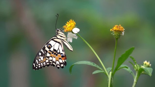 A butterfly feeding on Bidens pilosa flower in sunshine