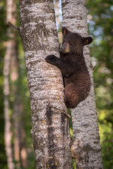 Black Bear (Ursus americanus) Cub on Tree Eyes Closed