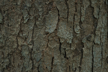 texture of tree bark