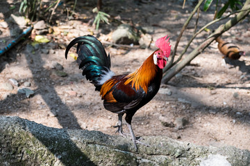 chicken in forest