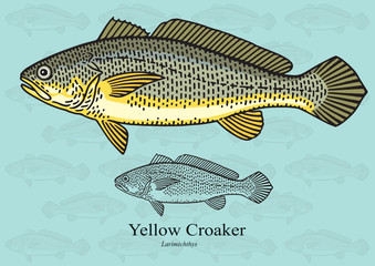 Obraz premium Yellow Croaker. Vector illustration for artwork in small sizes. Suitable for graphic and packaging design, educational examples, web, etc.