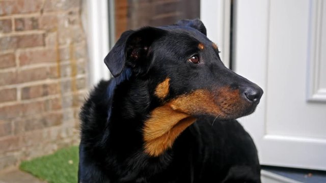 jeune chienne beauceronne