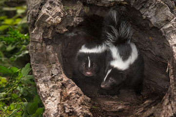 Striped Skunk Kits (Mephitis mephitis) Look Out from Log
