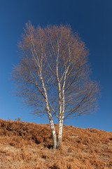 Autumn birch tree without leaves against blue sky