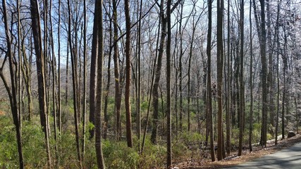 Obraz premium Winter Forest