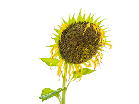 Wilted sunflower