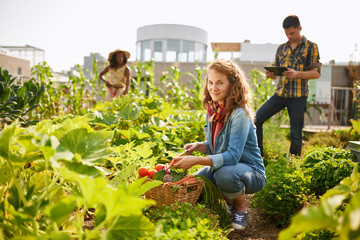 Friendly team harvesting fresh vegetables from the rooftop greenhouse garden and planning harvest season on a digital tablet