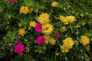  Portulaca grandiflora