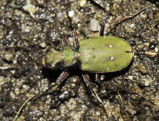 tiger beetle in natural habitat / Cicindella campestris