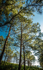 Gorgeous nature vivid blue sky tree in vintage style picture.