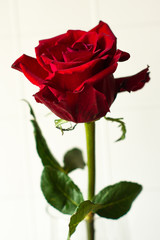 red rose on white