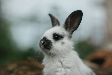 Cute rabbit with long ears