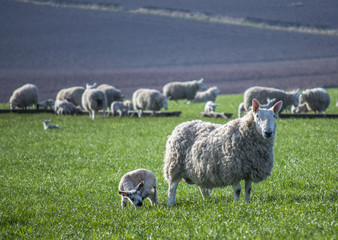 Fototapeta premium Lambing time