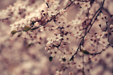 White sakura flower blossoming as natural background on blurred backdrop