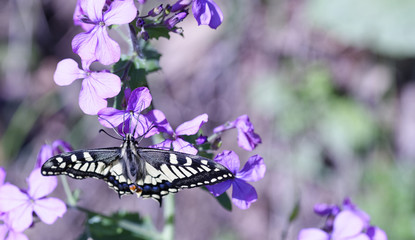 detail of Old World Swallowtail. Papilio Machaon