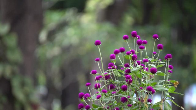Purple Globe amaranth (Gomphrena globosa) flowers
