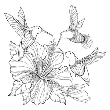 recommend clip art: Vector flying Hummingbird or Colibri and ornate Hibiscus in contour style isolated on white background. Outline bird with exotic tropical flower for summer design and adult coloring book.