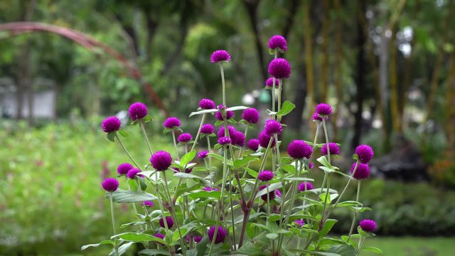 Purple Globe amaranth (Gomphrena globosa) flowers