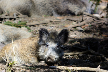 Wild Boar resting and looking at camera