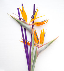 Bird of Paradise