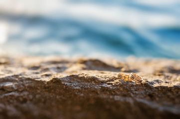 Wedding rings lying on the rock
