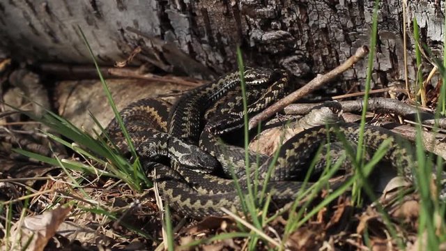 Group of common vipers or common adders basking and actively changing position in the sun on spring after hibernating season.