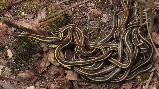 Group of red sided garter snake Thamnophis sirtalis parietalis mating in Narcisse, Manitoba, Canada.
