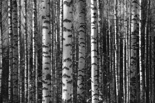 Fototapeta birch trunks fill the space frame