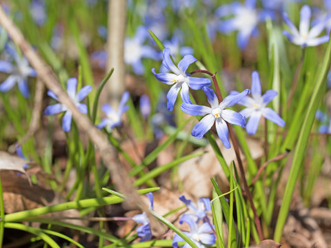Sternhyazinthe, Chionodoxa luciliae
