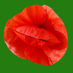 Red poppy on a green background