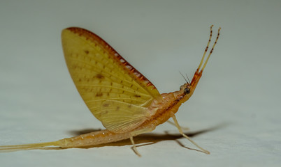 Yellow Brown Butterfly.