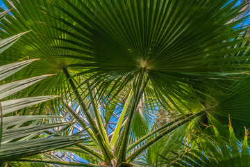 Obraz na płótnie Canvas Bright green coconut palm leaves on blue background