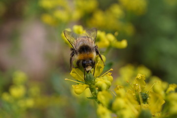 Bee at work